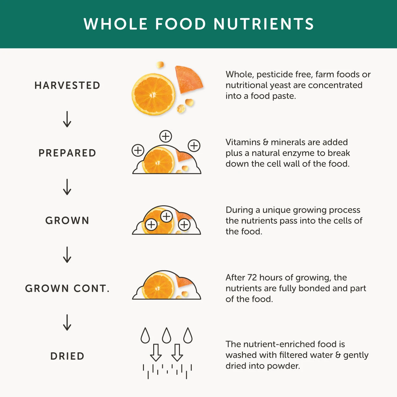 Together B12 Vegan Multivitamin 60 Caps 7 Together B12 Vegan Multivitamin 60 Caps - Image 5