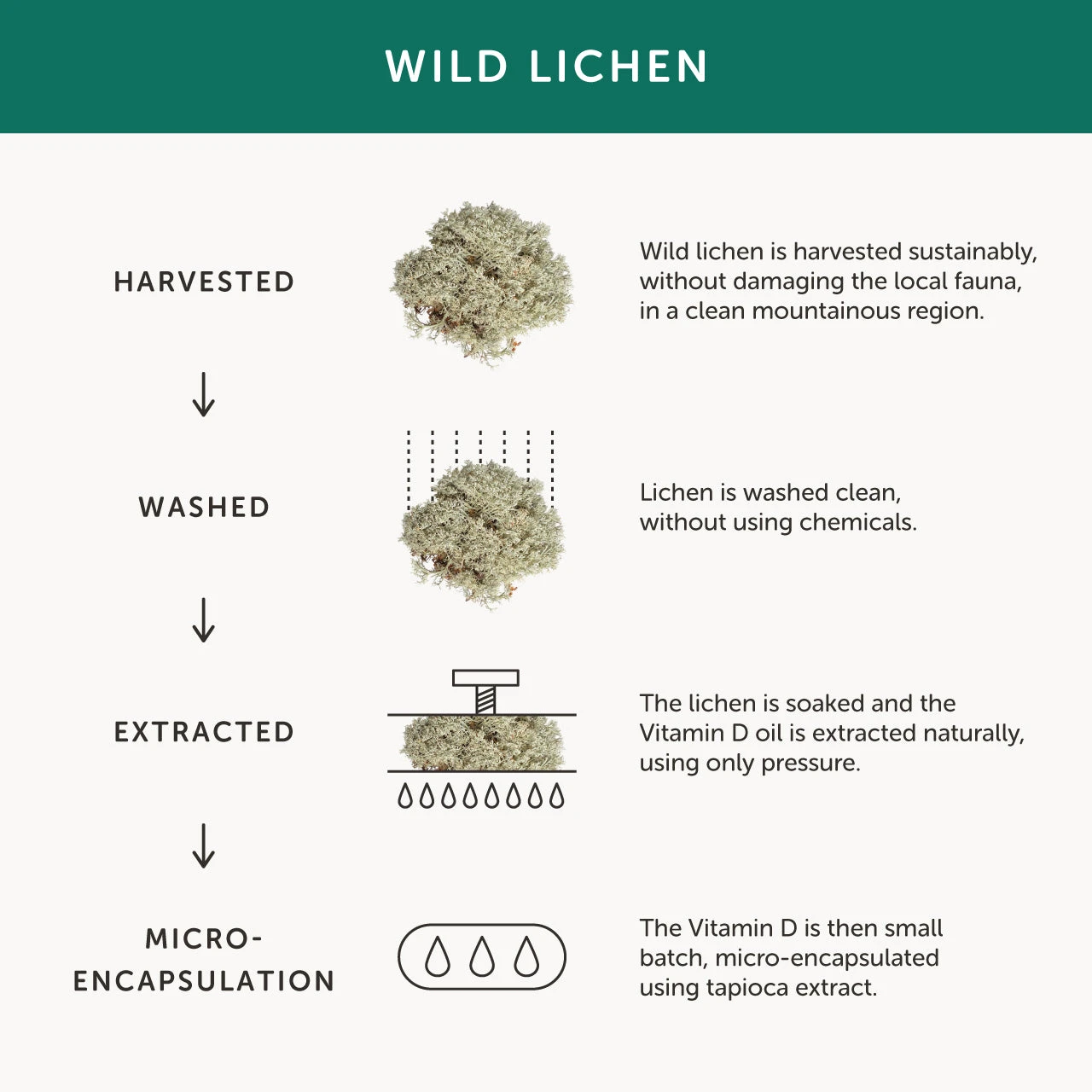 Together Health Vegan Vitamin D3 Food Supplement 30 Caps 7 Together Health Vegan Vitamin D3 Food Supplement 30 Caps - Image 5