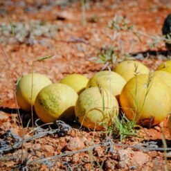 Olixa Kalahari Melon Facial Emulsion 50ml -Optimal Home Furnishings Olixa Kalahari Melon Facial Emulsion 50ml 41884 3 42a70b92 2f09 47ca 8a2c c433abad8258