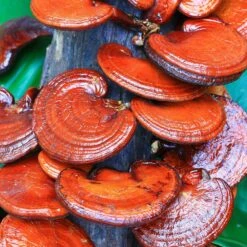 Olixa Mushroom Facial Mist 50ml 7 Olixa Mushroom Facial Mist 50ml -Optimal Home Furnishings Olixa Mushroom Facial Mist 50ml 41883 2 b84c61a3 b507 4ff5 95d8 64b0d3948b9a