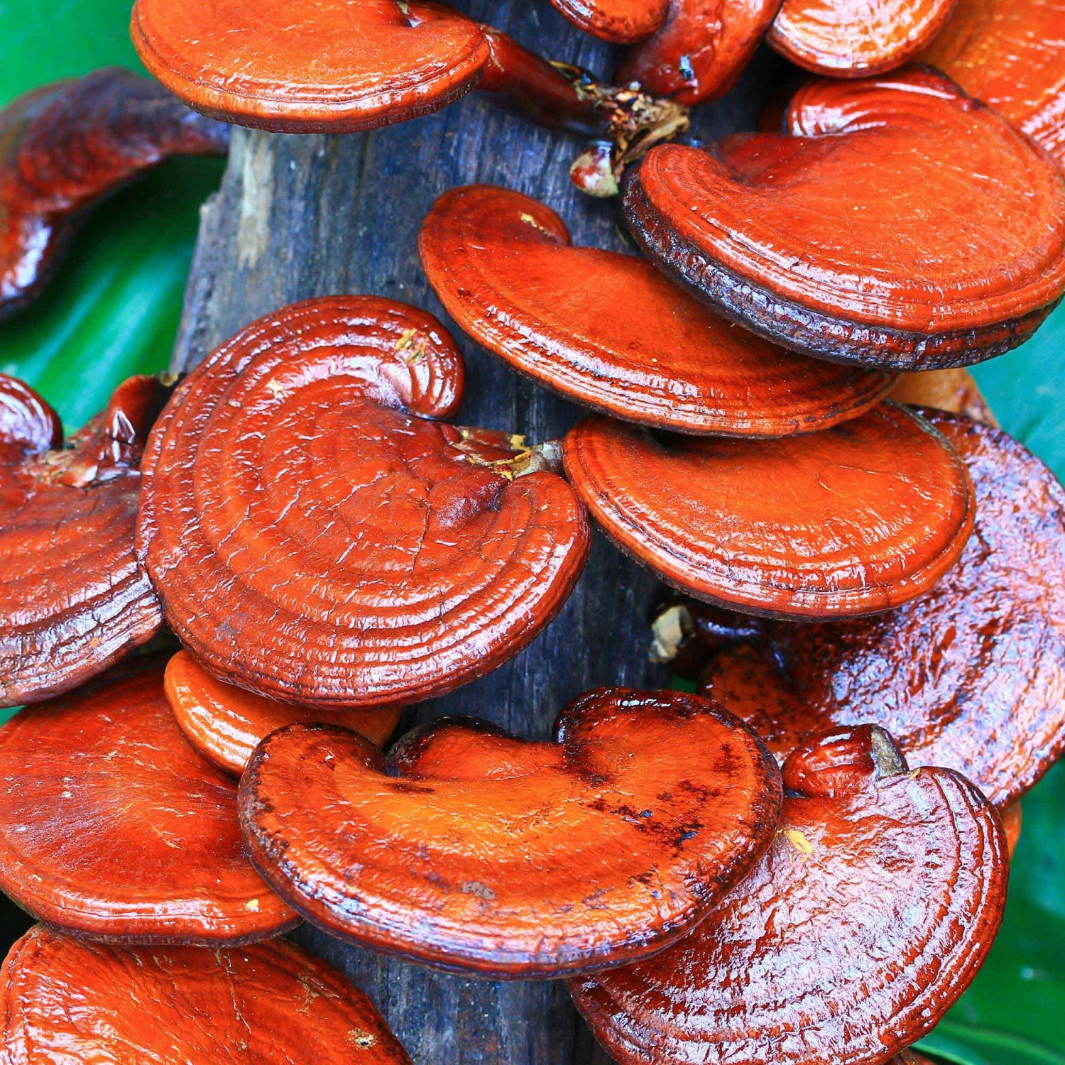 Olixa Mushroom Facial Mist 50ml 5 Olixa Mushroom Facial Mist 50ml - Image 3